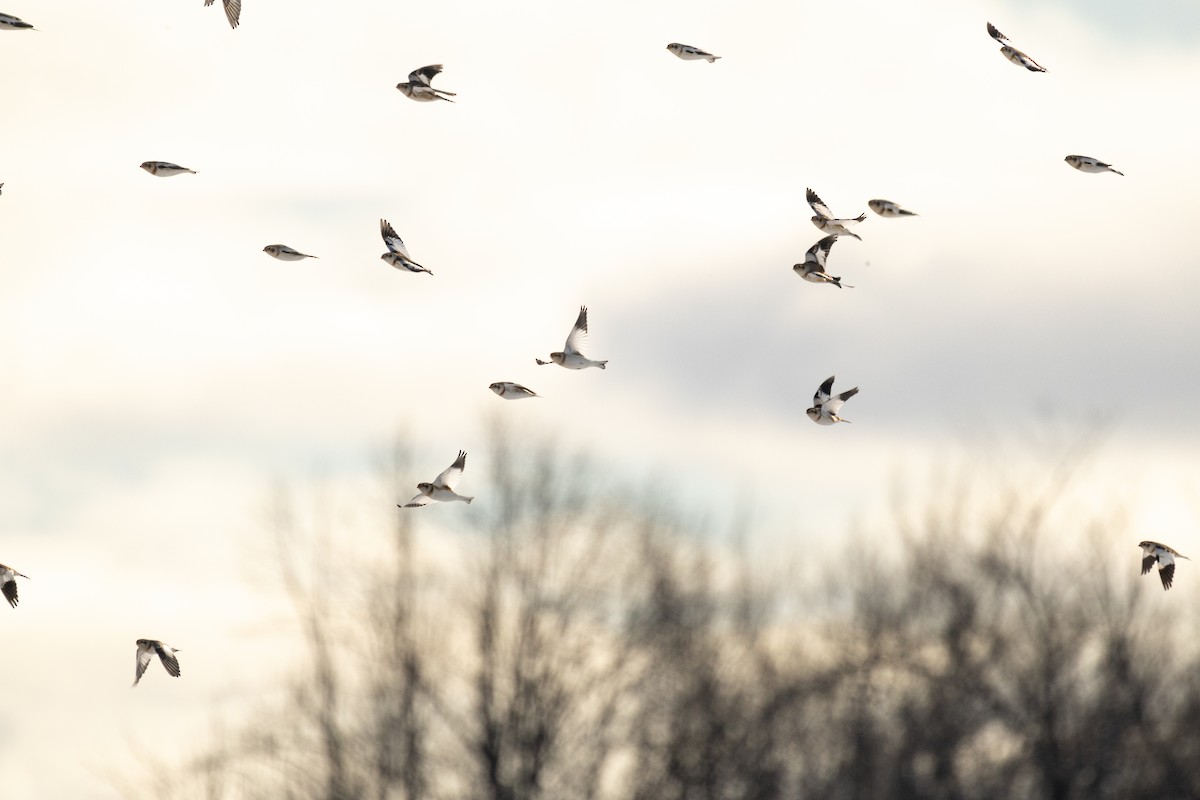 雪鵐 - ML646825105