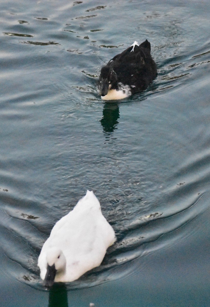 Mallard (Domestic type) - ML646825106