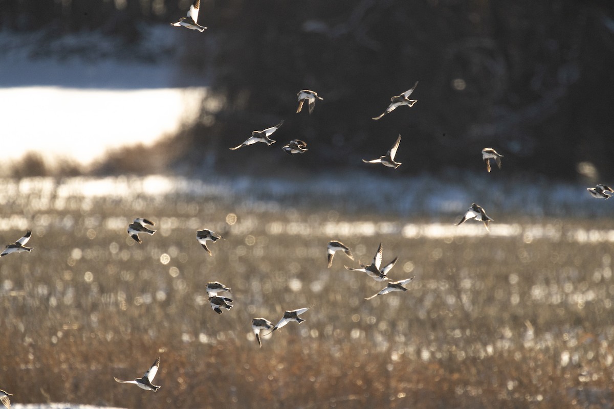 雪鵐 - ML646825107