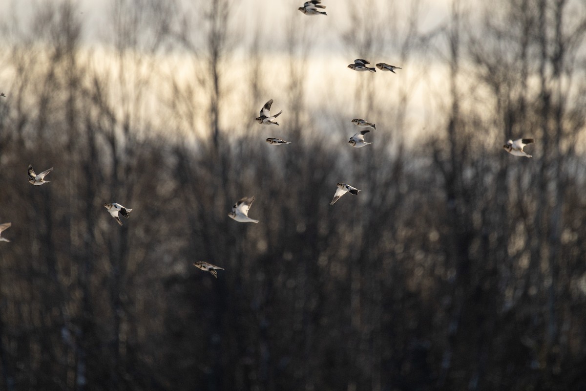 雪鵐 - ML646825108