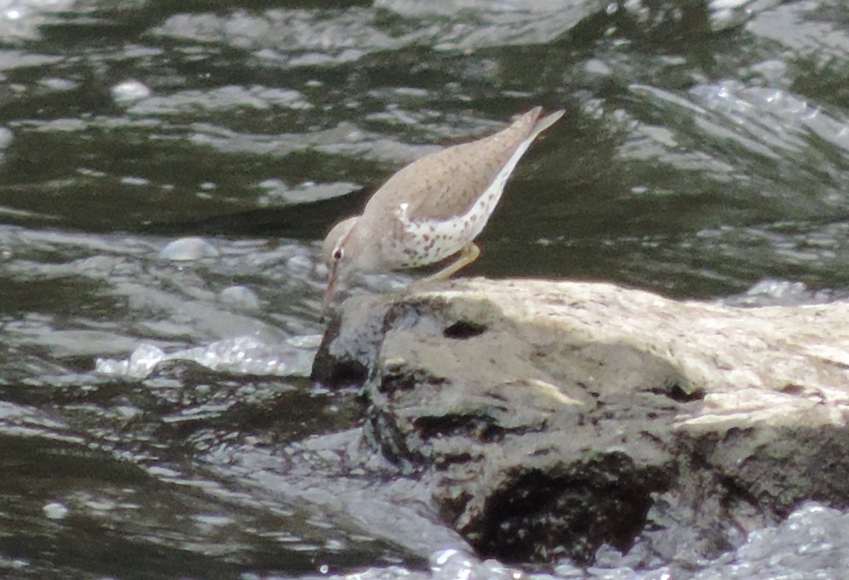 Spotted Sandpiper - Rich Brown