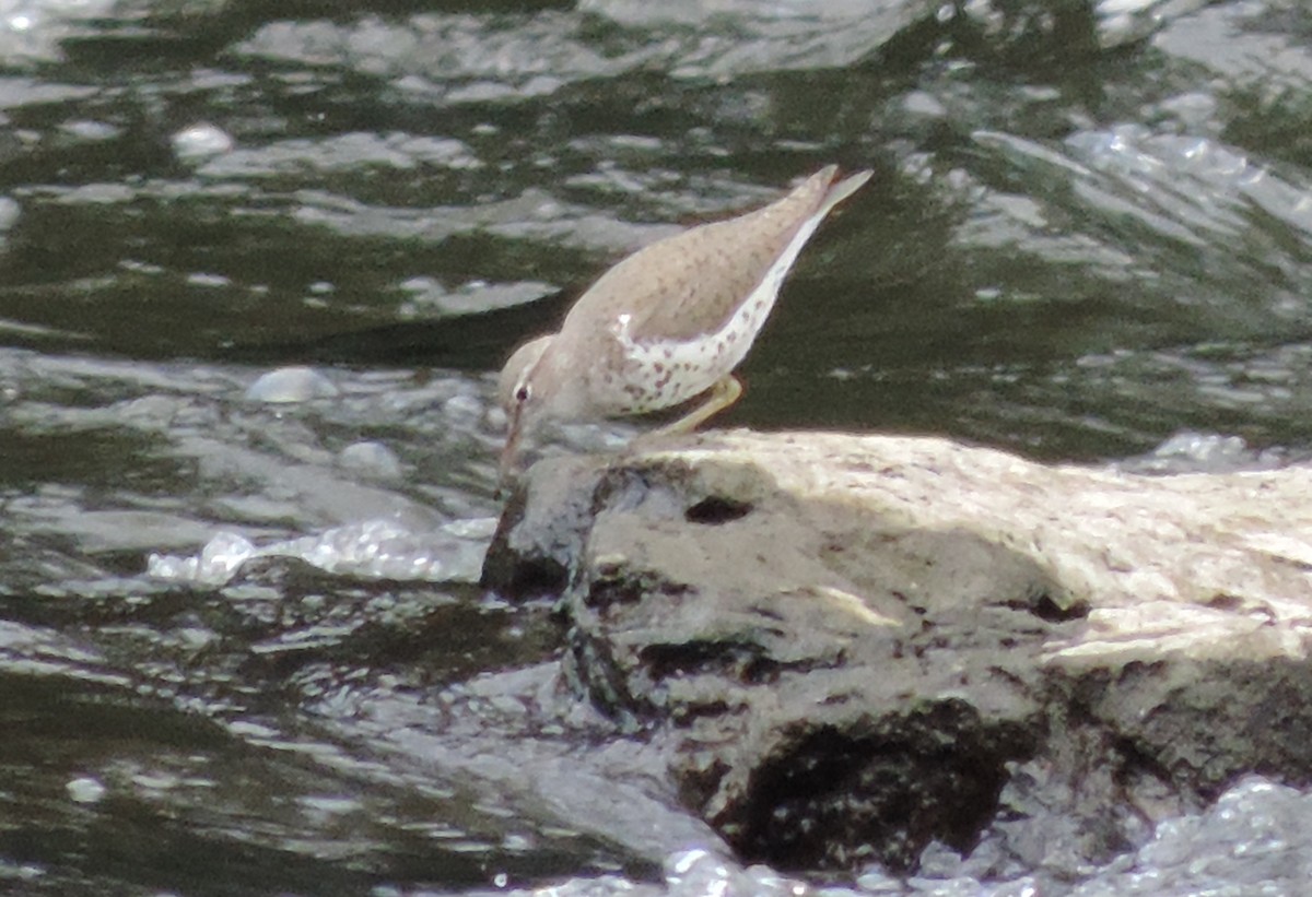 Spotted Sandpiper - ML64682511