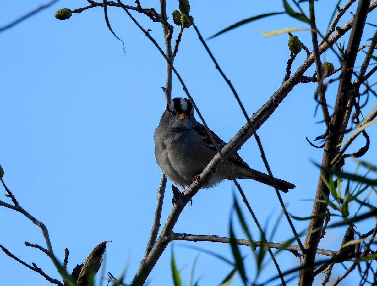 White-crowned Sparrow - ML646825110