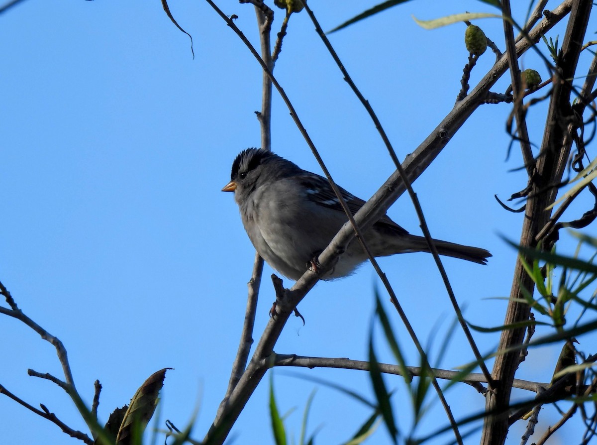 White-crowned Sparrow - ML646825111