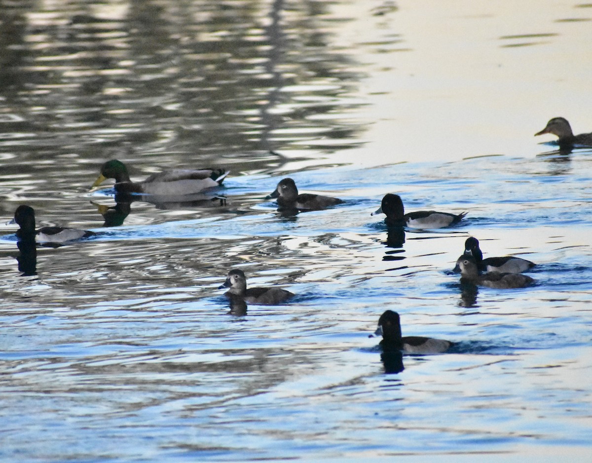 Ring-necked Duck - ML646825112