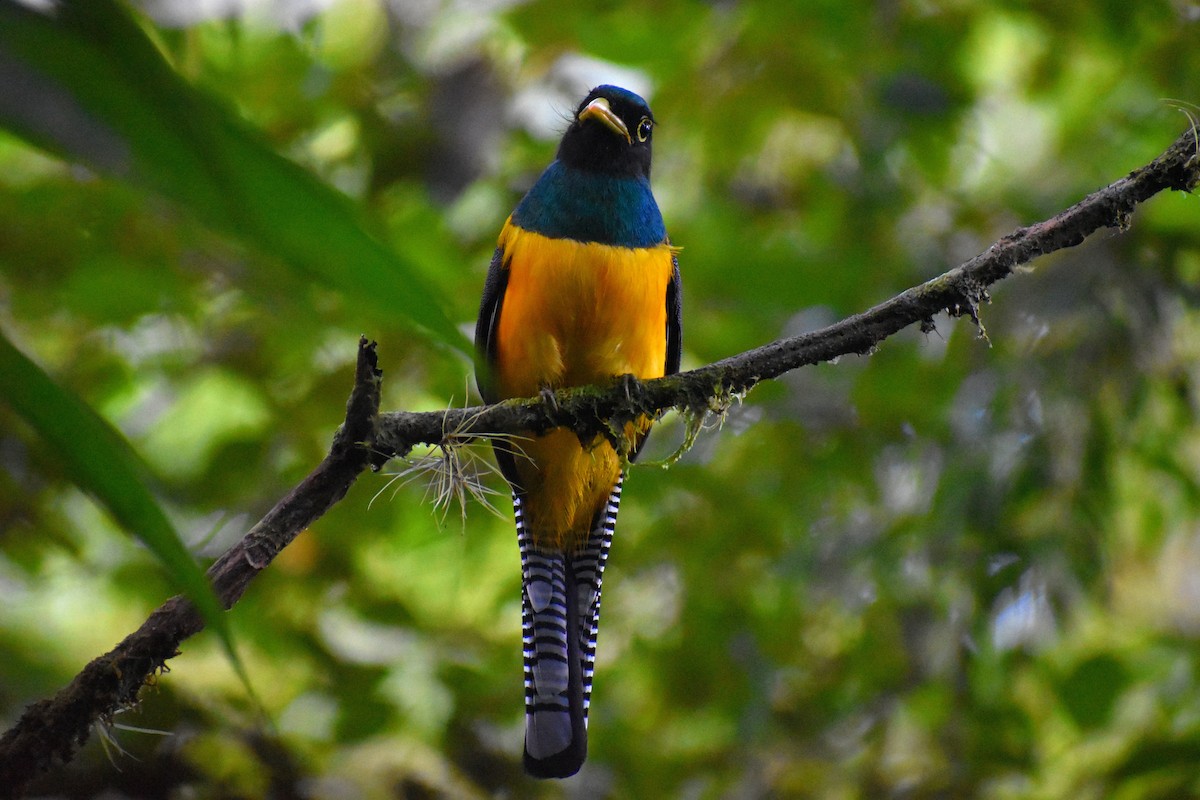 Choco Black-throated Trogon - ML646825114