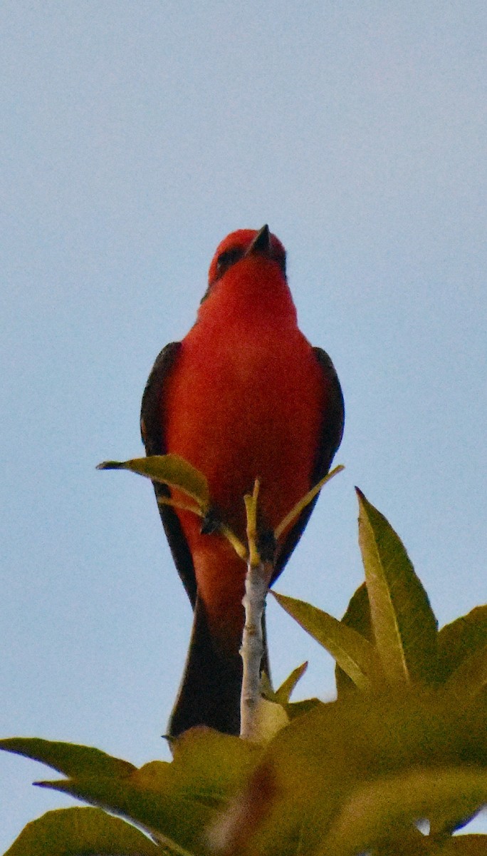 Vermilion Flycatcher - ML646825115