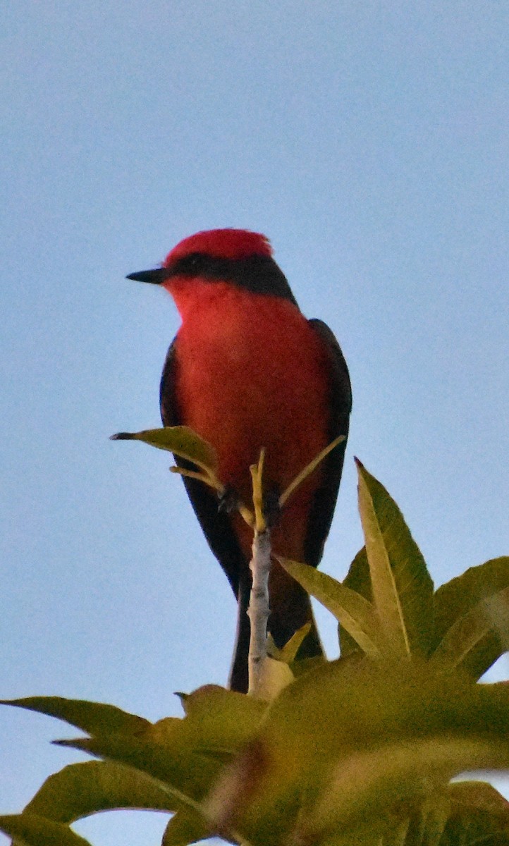 Vermilion Flycatcher - ML646825121