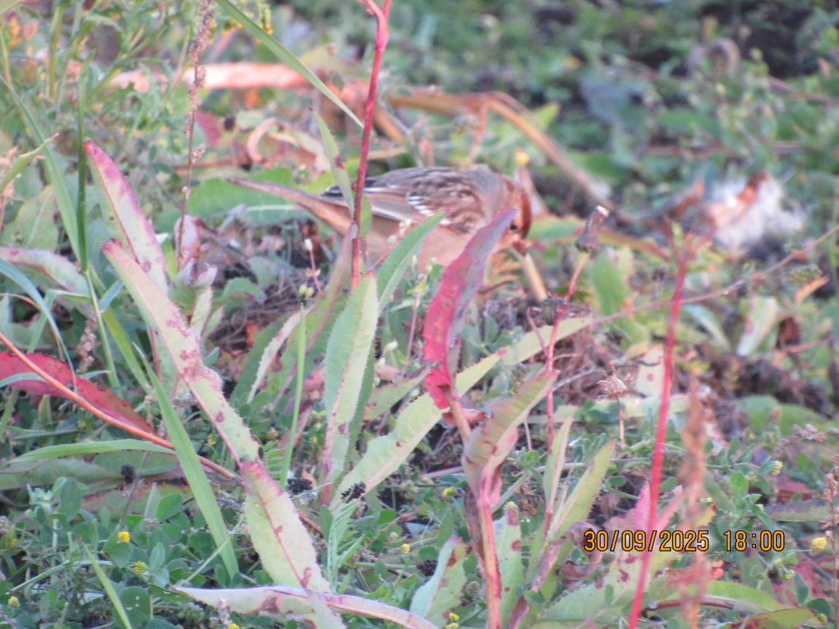 new world sparrow sp. - ML646825123