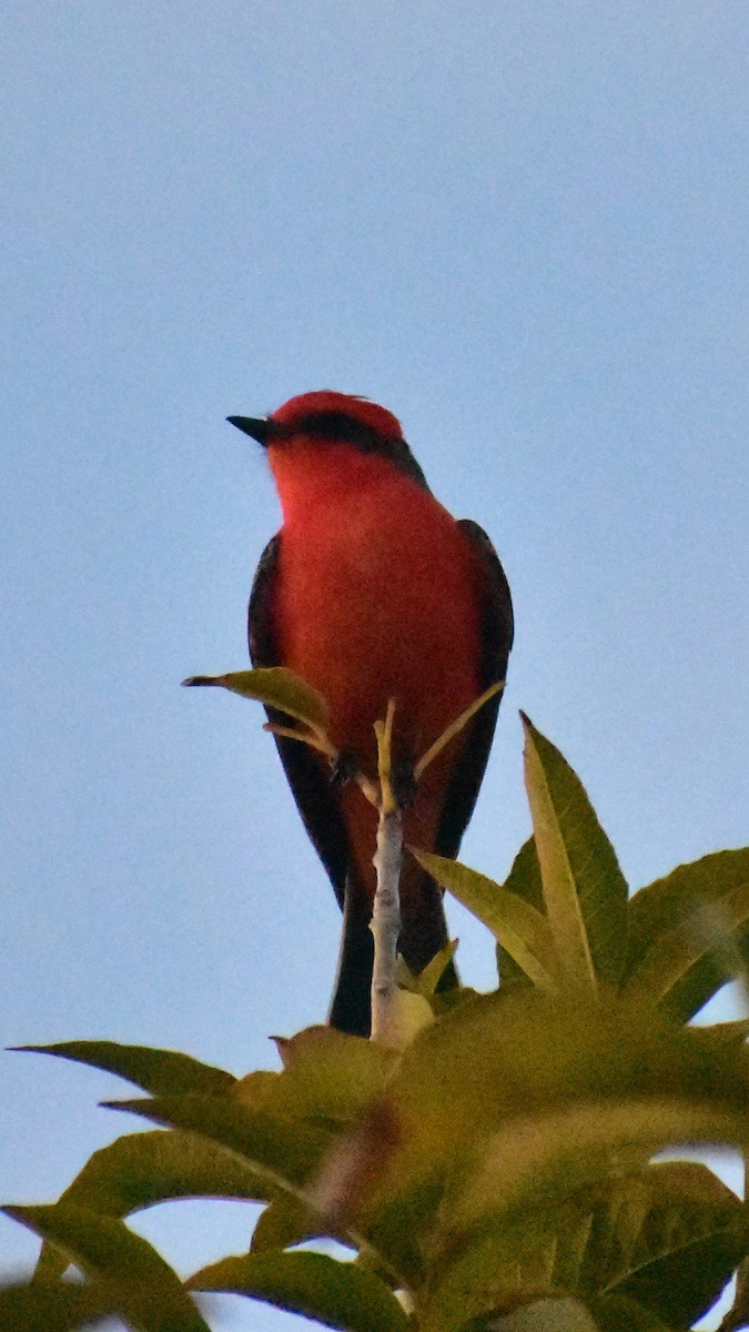 Vermilion Flycatcher - ML646825124