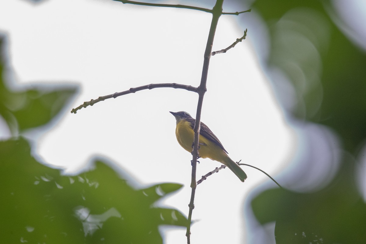 Бієнтевіо червоноголовий - ML646825126