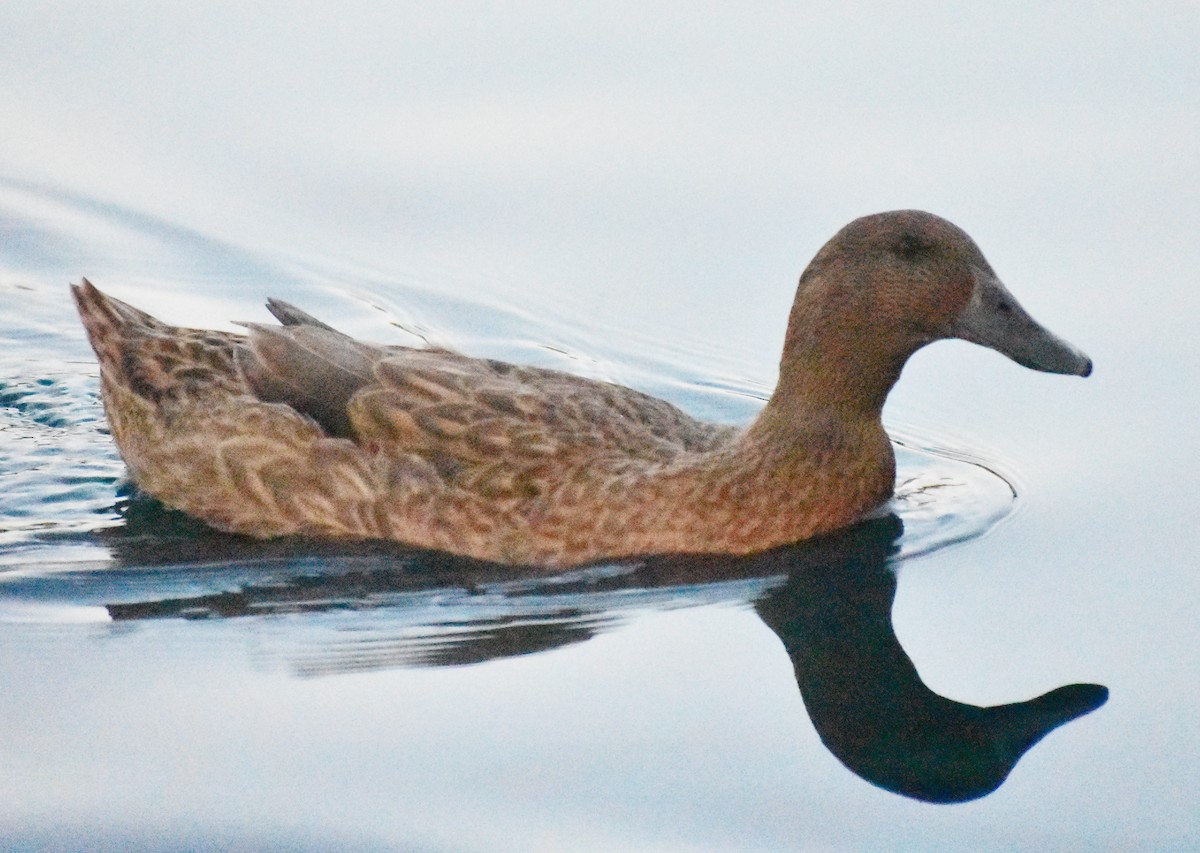 Mallard (Domestic type) - ML646825128