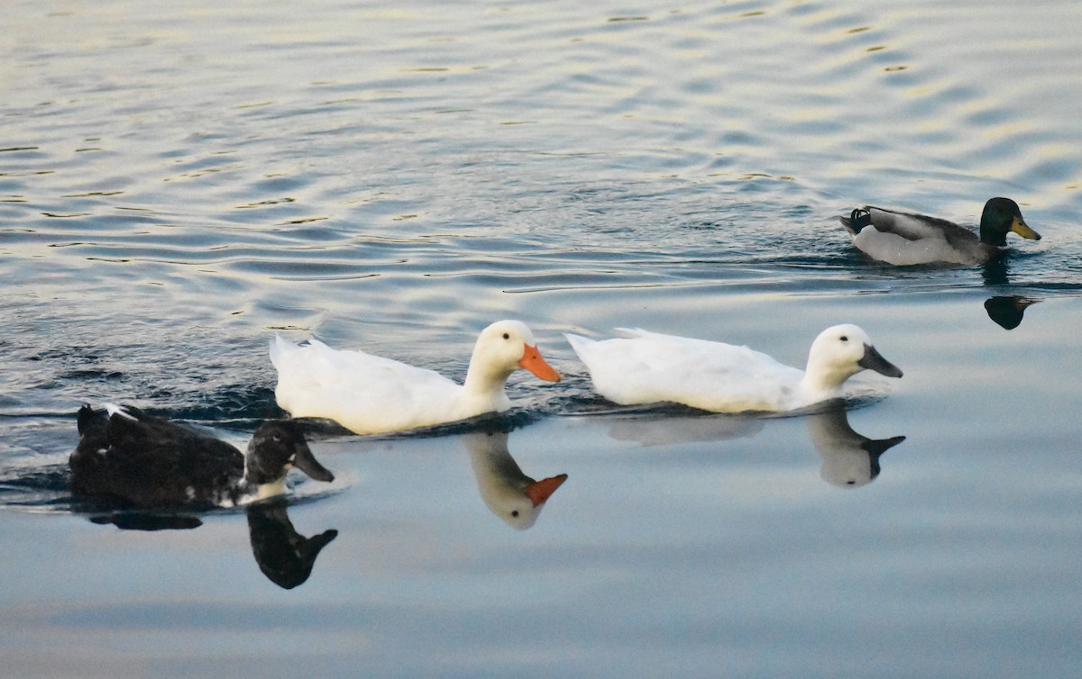 Mallard (Domestic type) - ML646825129