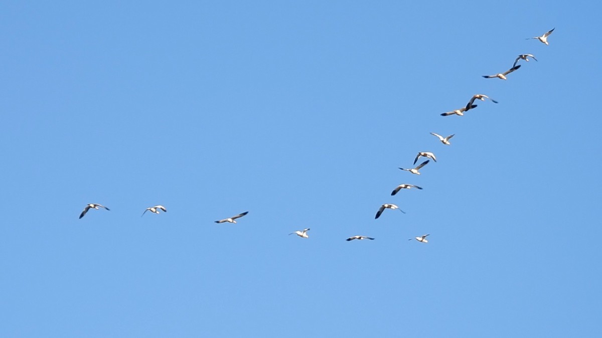 Snow Goose - ML646825132