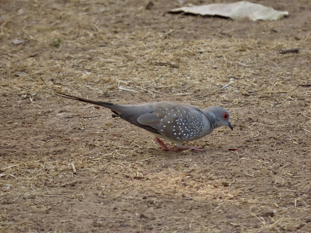 ウスユキバト - ML646825134