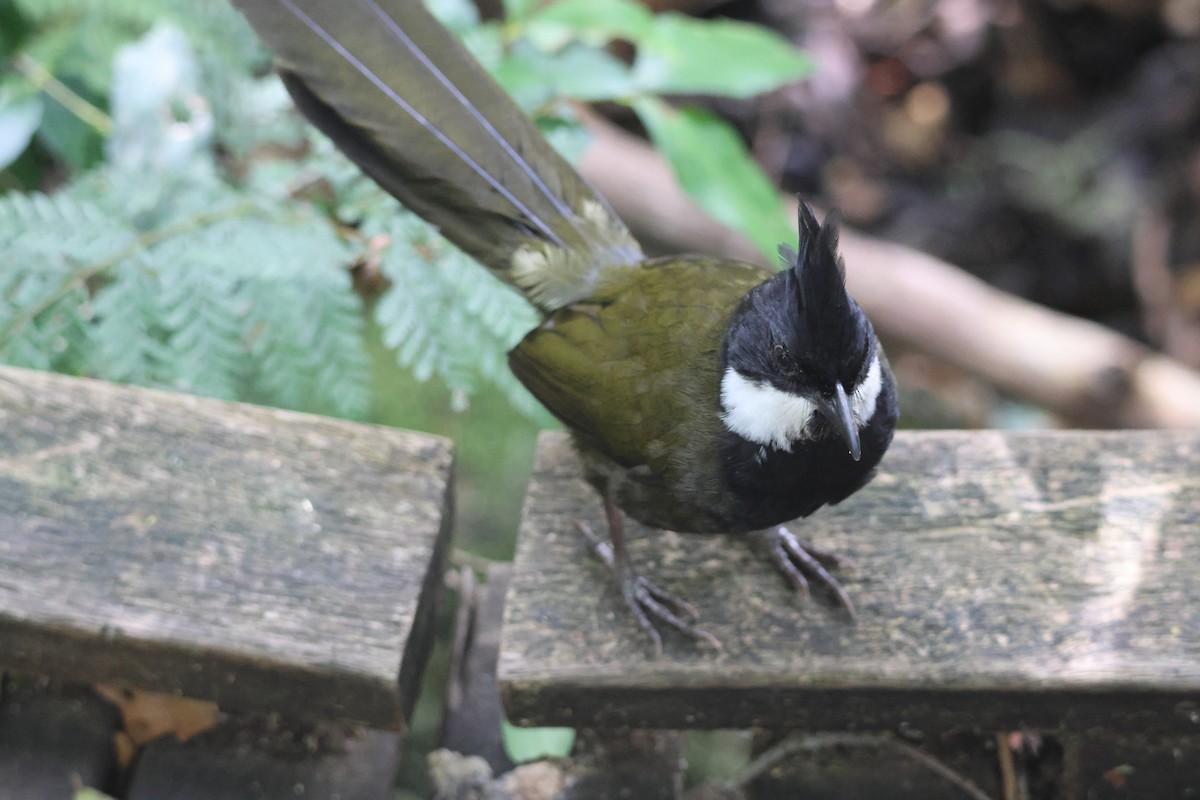 Eastern Whipbird - ML646825136