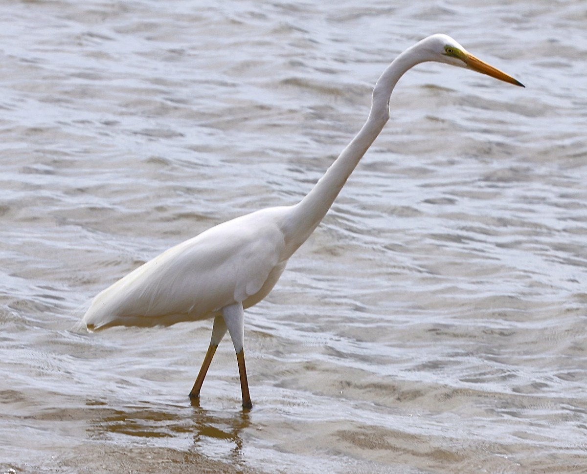 Great Egret - ML646825137