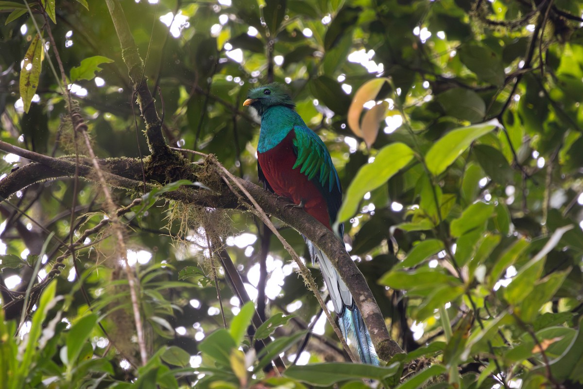 Кетцаль - ML646825142