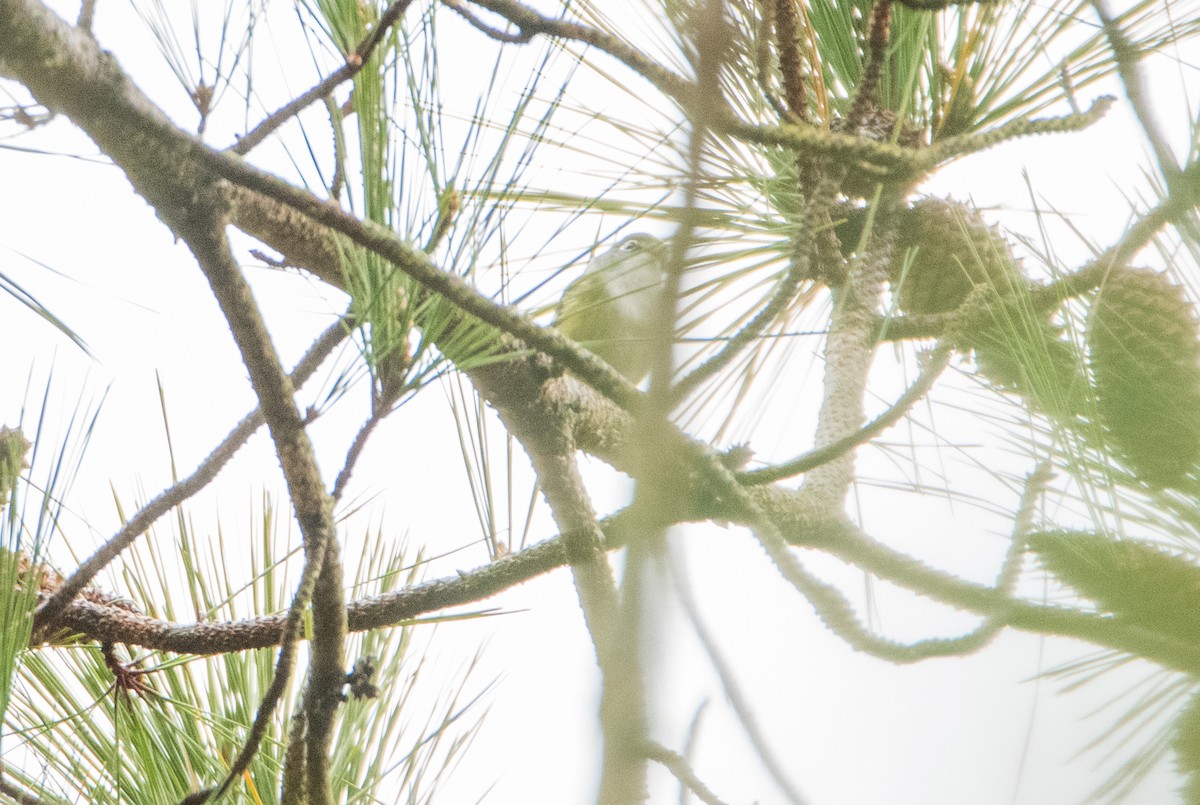 Blue-headed Vireo - ML646825146