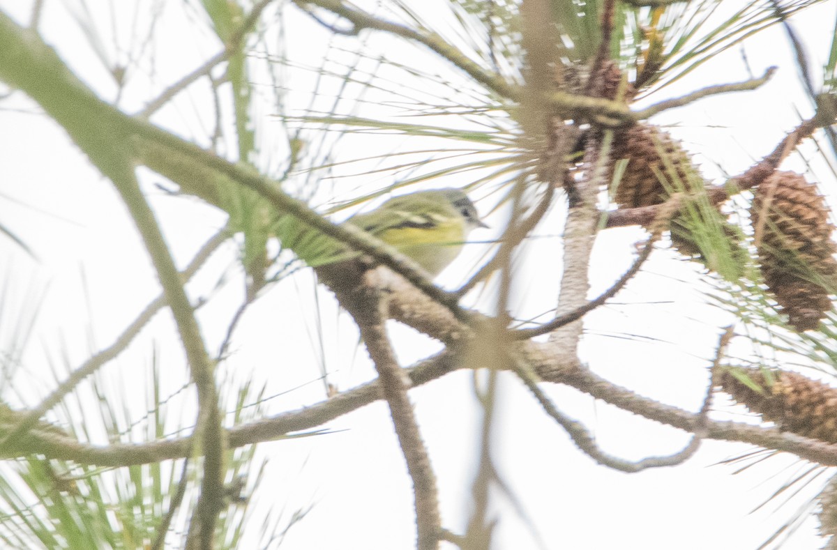 Blue-headed Vireo - ML646825147