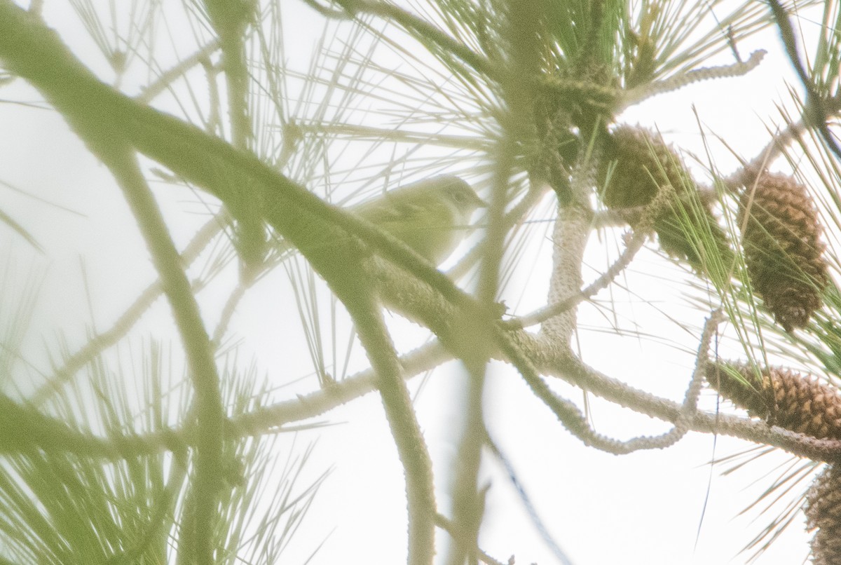 Blue-headed Vireo - ML646825148