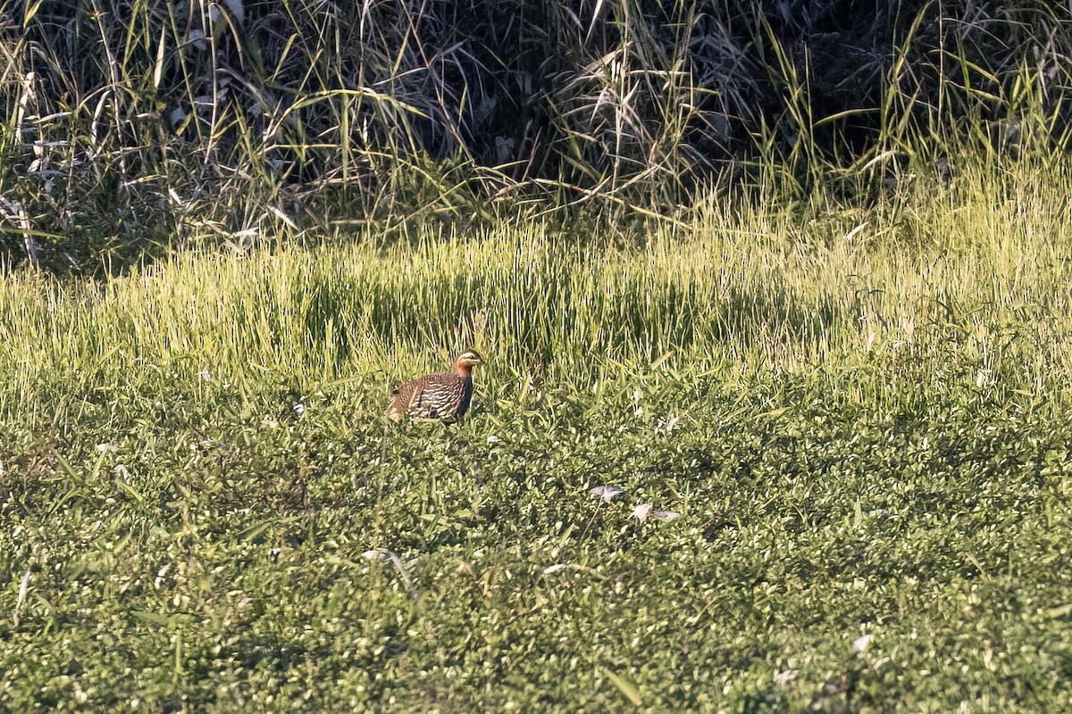 Турач болотяний - ML646825150