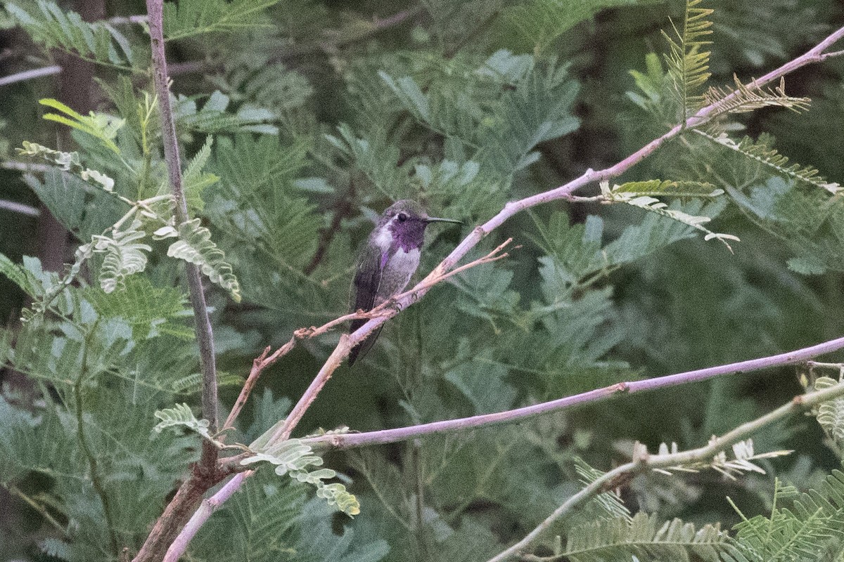 Costa's Hummingbird - ML646825152