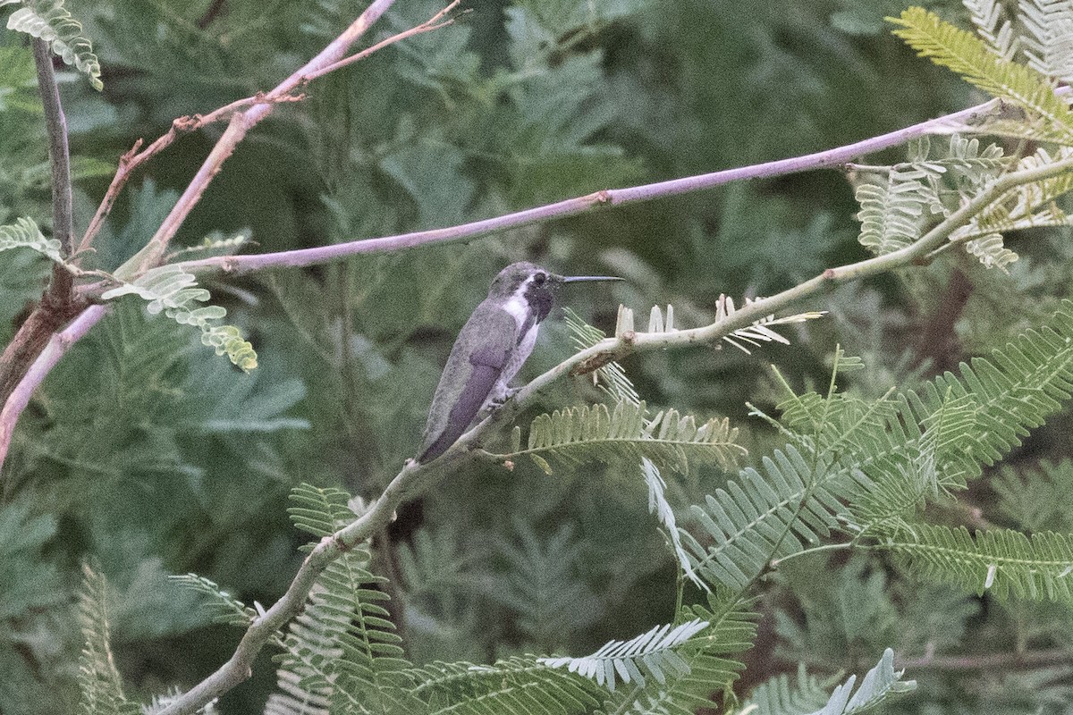 Costa's Hummingbird - ML646825153