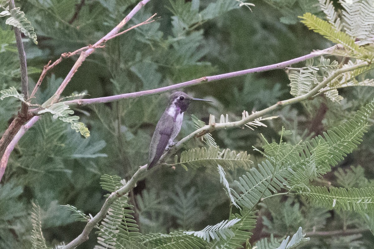 Costa's Hummingbird - ML646825154