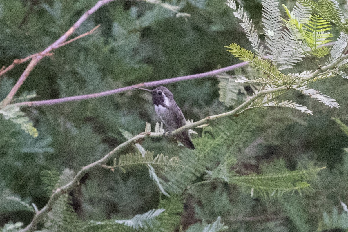 Costa's Hummingbird - ML646825155