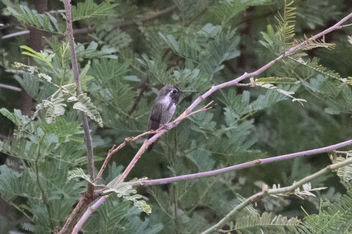 Costa's Hummingbird - ML646825156