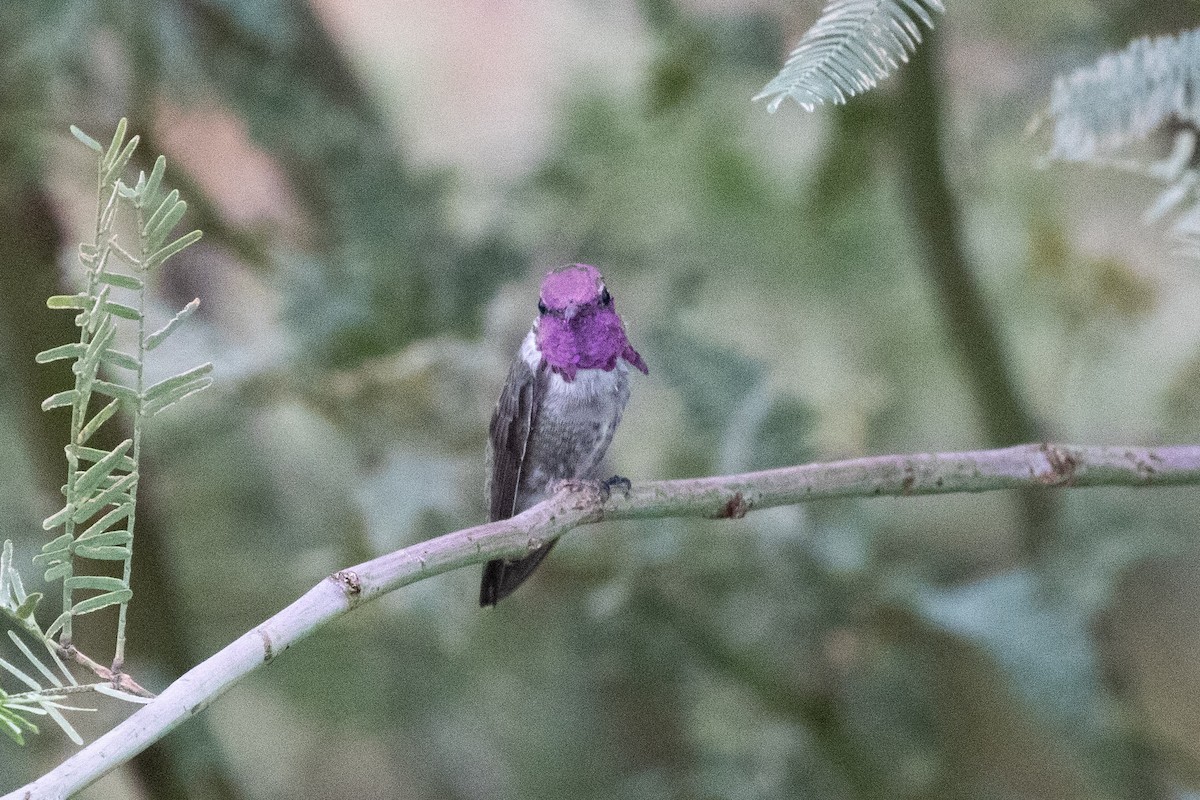 Costa's Hummingbird - ML646825157