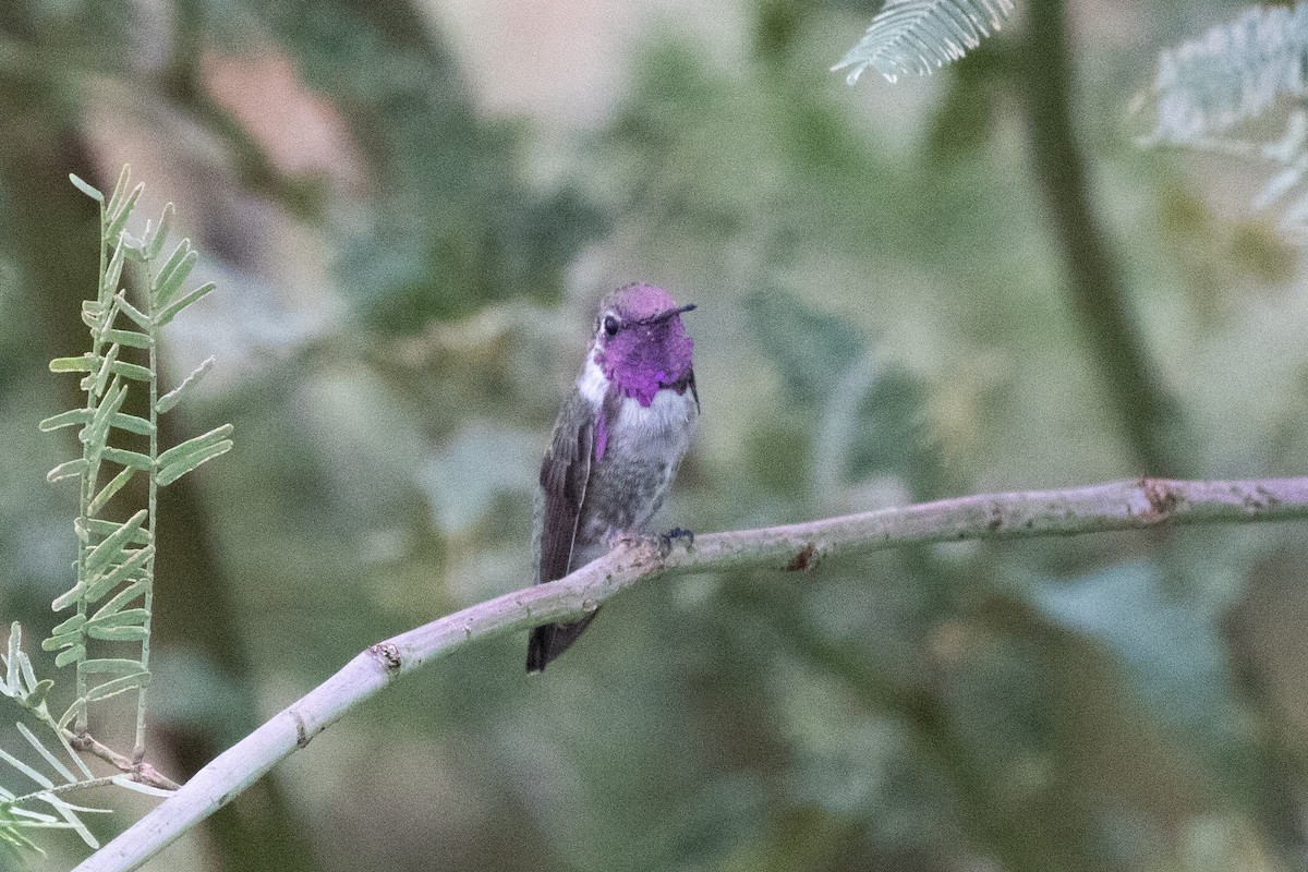 Costa's Hummingbird - ML646825158