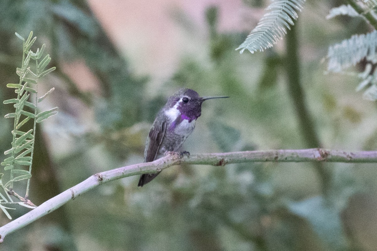 Costa's Hummingbird - ML646825159