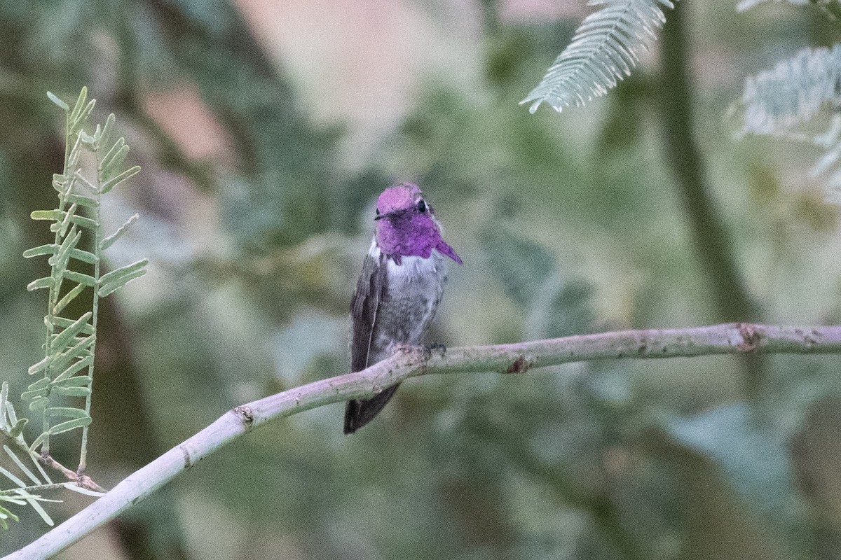 Costa's Hummingbird - ML646825160