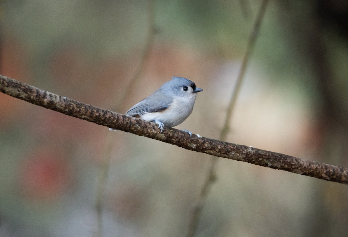 Herrerillo Bicolor - ML646825161