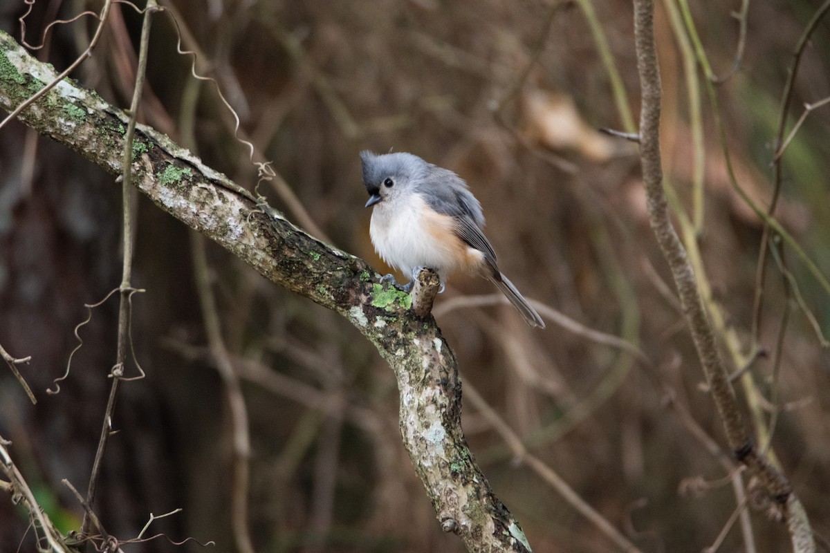 Herrerillo Bicolor - ML646825162