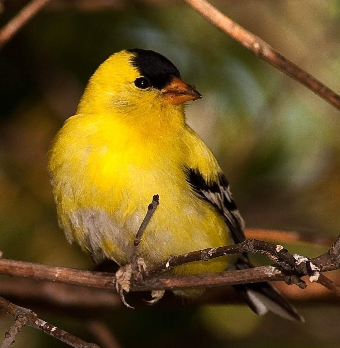 American Goldfinch - ML646825172