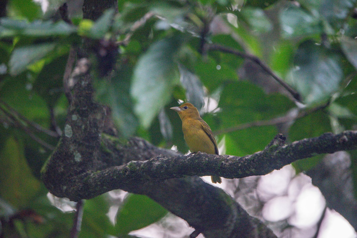 Піранга пломениста - ML646825174