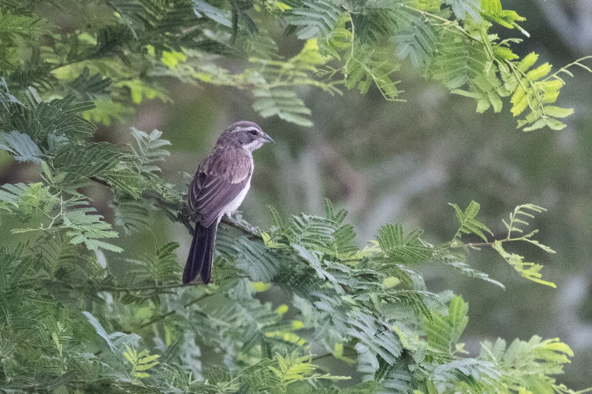 Black-throated Sparrow - ML646825176