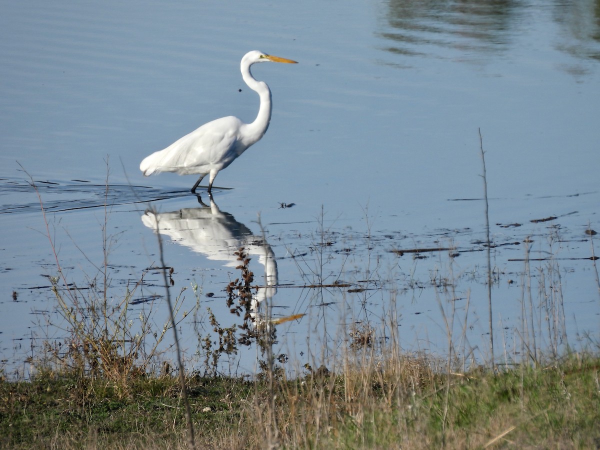 Great Egret - ML646825178