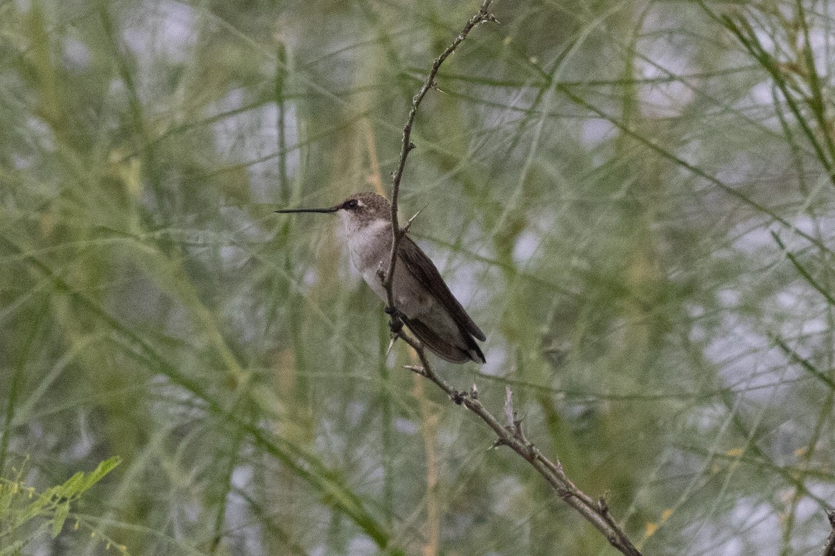 Black-chinned Hummingbird - ML646825179
