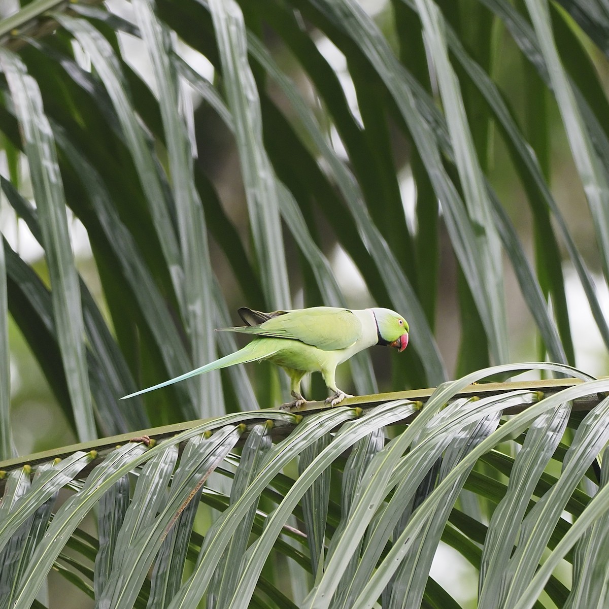 halsbåndparakitt - ML646825180