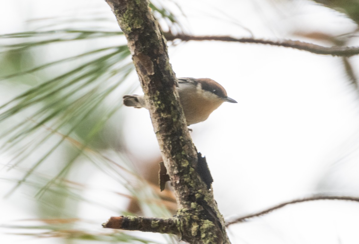 Trepador Cabecipardo - ML646825181