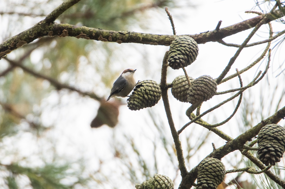 Trepador Cabecipardo - ML646825182