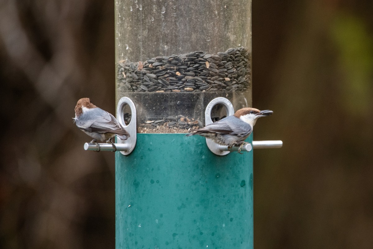 Trepador Cabecipardo - ML646825183