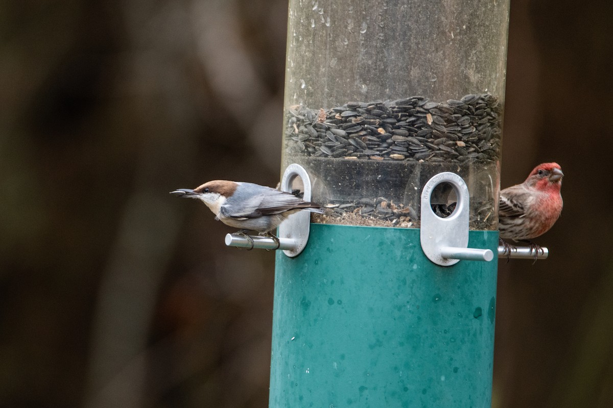 Trepador Cabecipardo - ML646825185