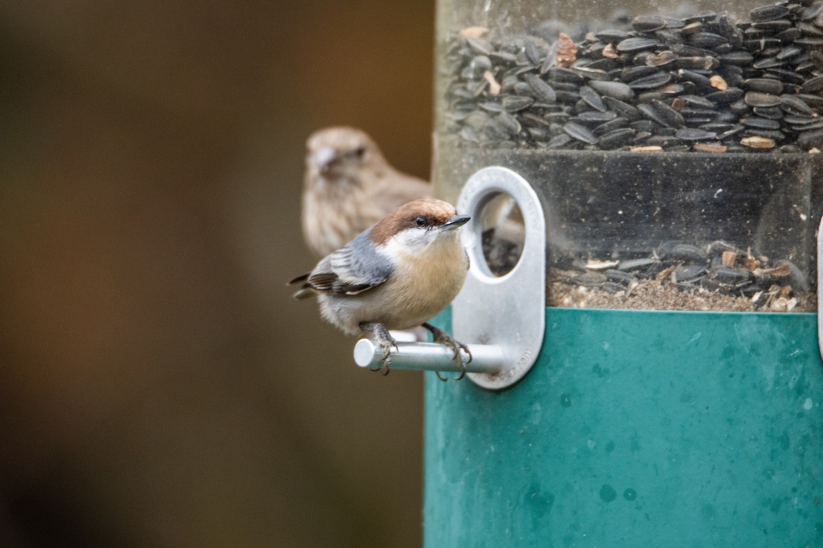 Trepador Cabecipardo - ML646825186