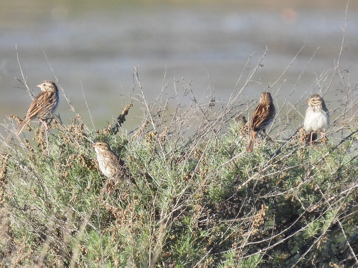 Savannah Sparrow - ML646825188
