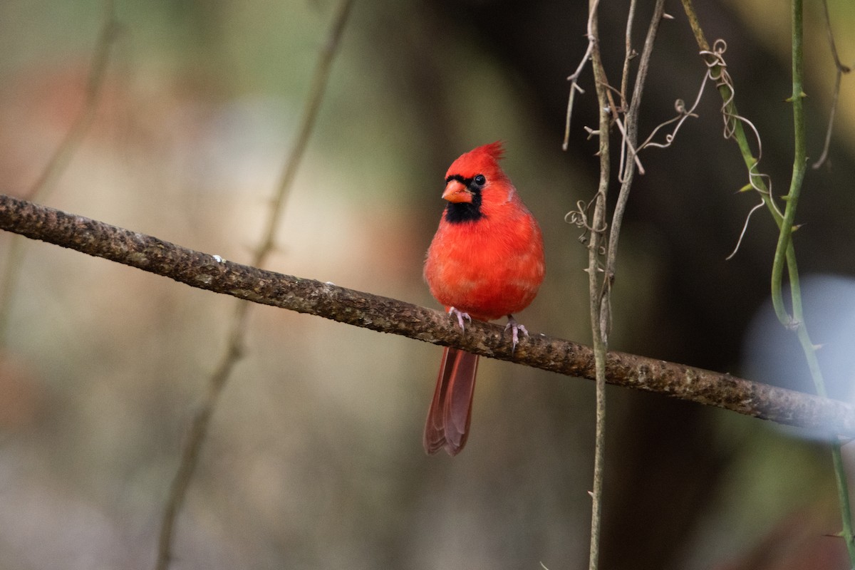 Cardenal Norteño - ML646825190